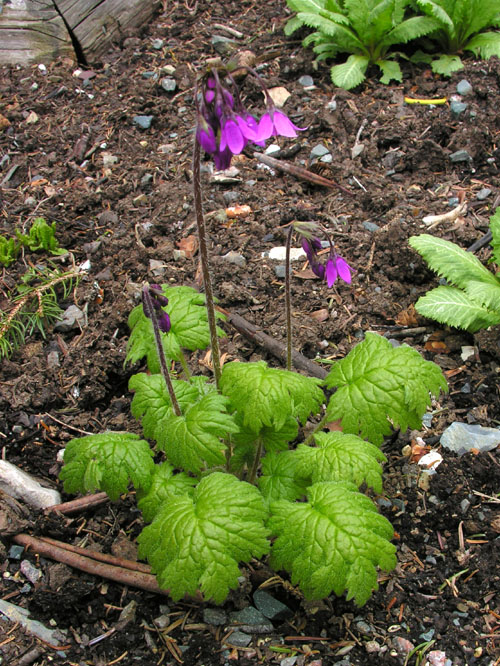Cortusa sachalinensis North American Rock Garden Society